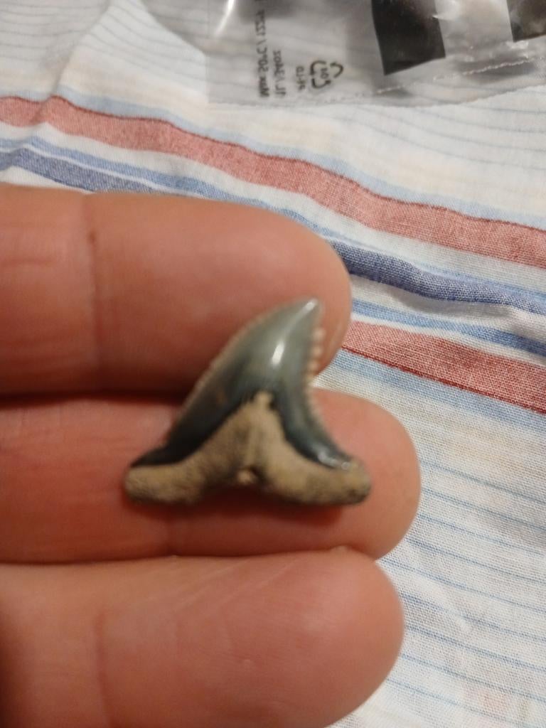 Hemipristis serra, haaientand, Ophalen of Verzenden