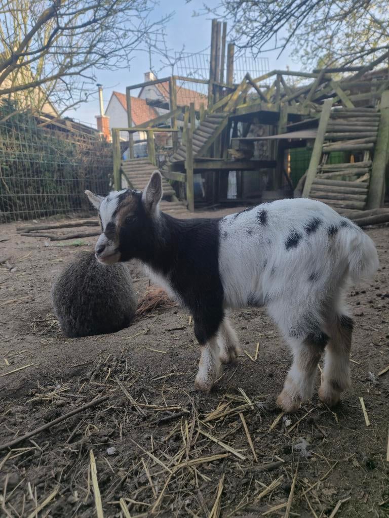 Dwerggeit bokje te koop, Avril, Mâle