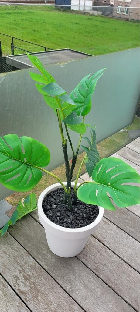 Gratis kunstplanten, Enlèvement