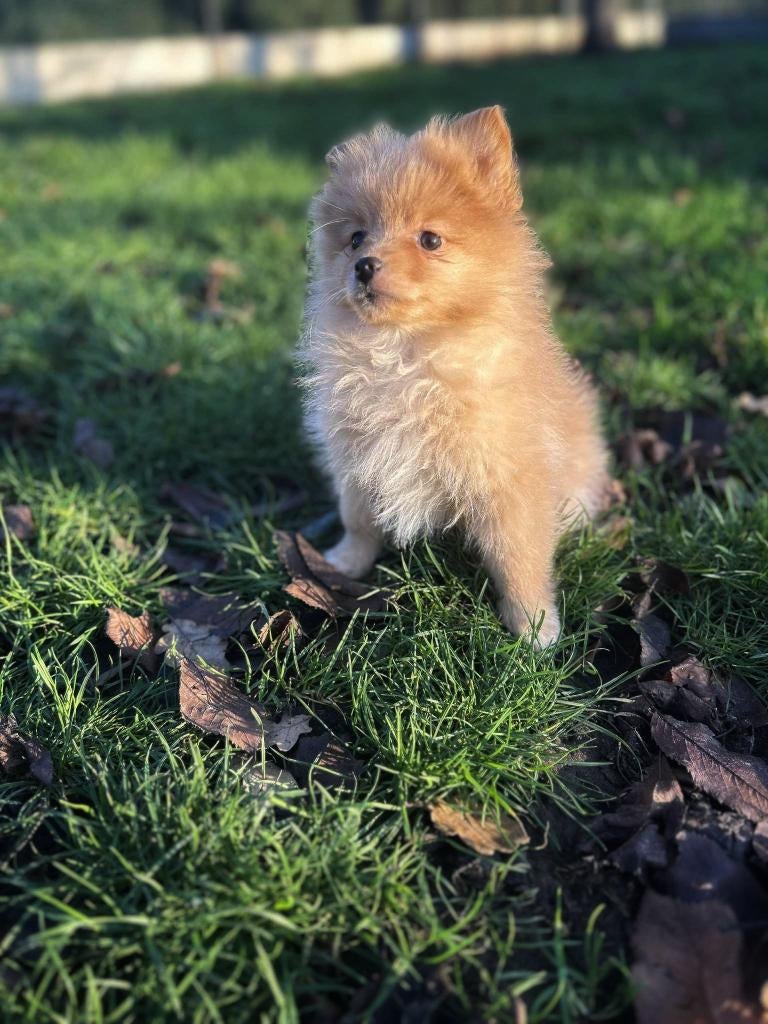 Nains belges à vendre, Animaux & Accessoires, Chiens | Huskys, Loulous & Types primitifs, Plusieurs animaux, Loulou, Éleveur | Professionnel