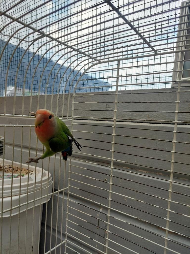 Agapornis roseicollie rustige vogel Met gratis grote kooi, Dieren en Toebehoren, Vogels | Parkieten en Papegaaien
