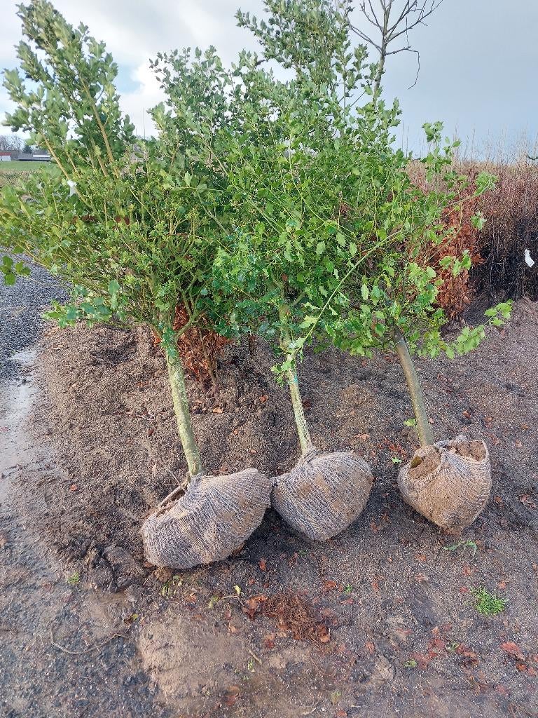 Houx : plante de haie/arbre d'ornement, Jardin & Terrasse, Enlèvement, Houx, Arbuste, 250 cm ou plus