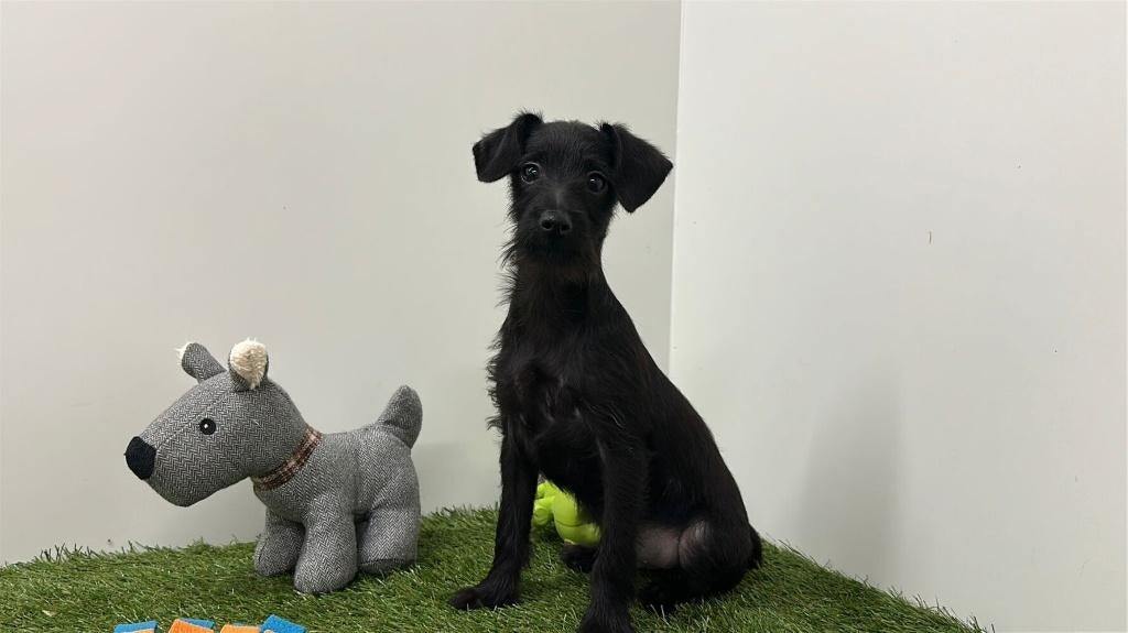 Kruising Teckel x Yorkshire Terrier pups