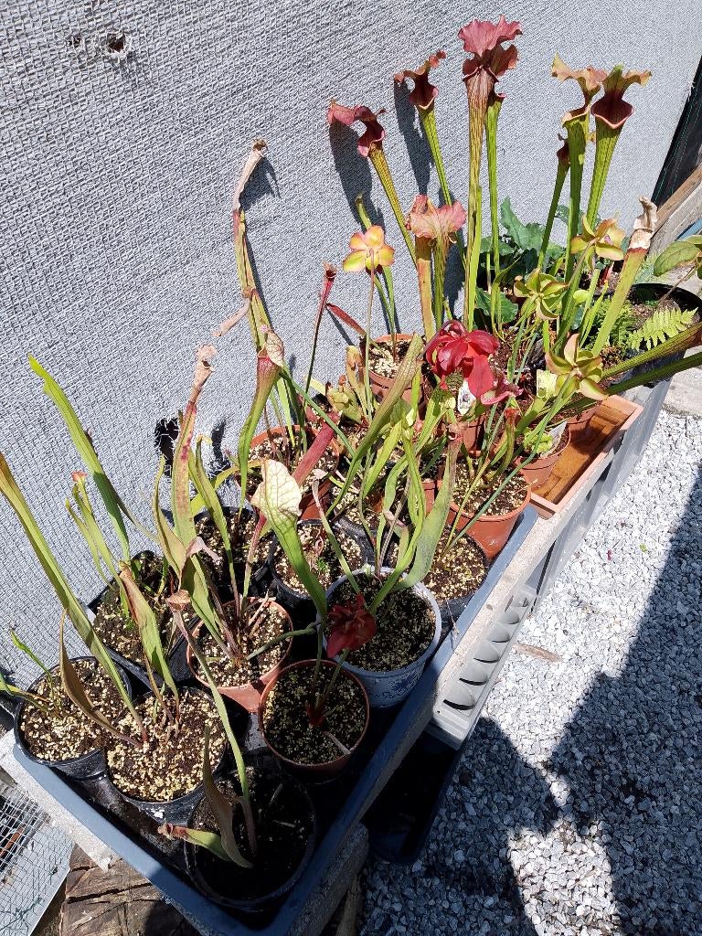 vleesetende planten, Ophalen