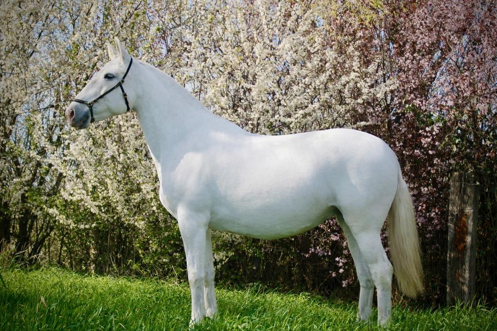 Drachtige lusitano fokmerrie, Merrie, Onbeleerd