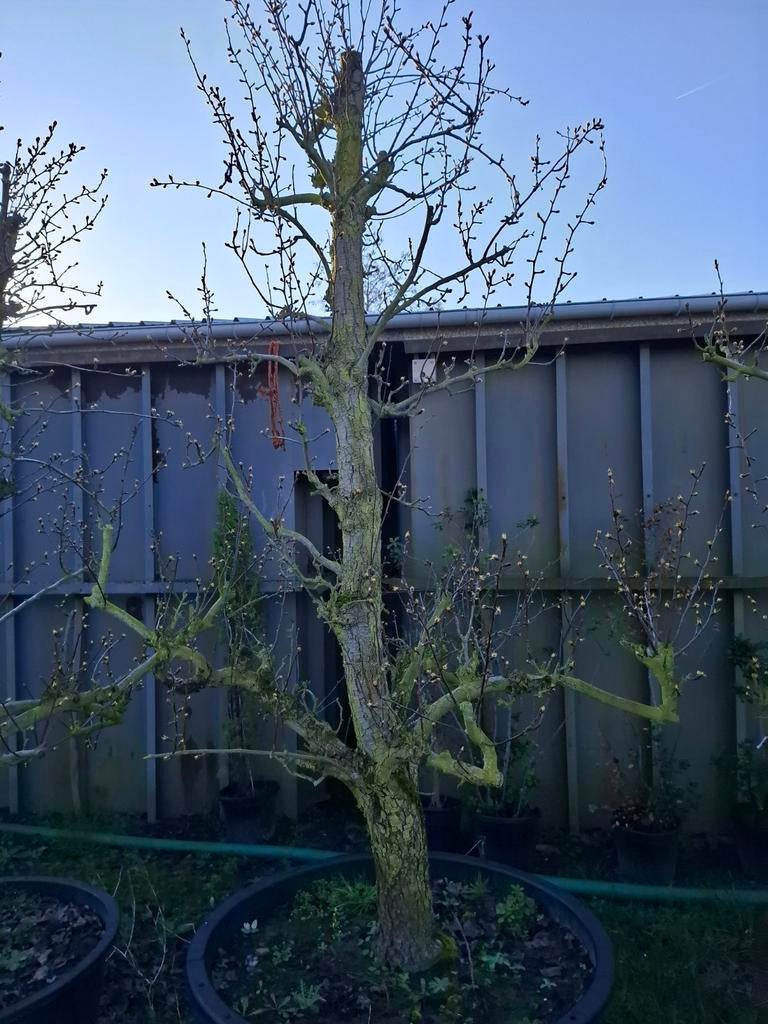 Perenboom, Ophalen, Perenboom