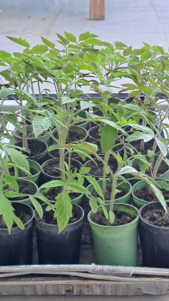 Tomatenplanten - tomaten, Ophalen, Volle zon, Groenteplanten, Eenjarig