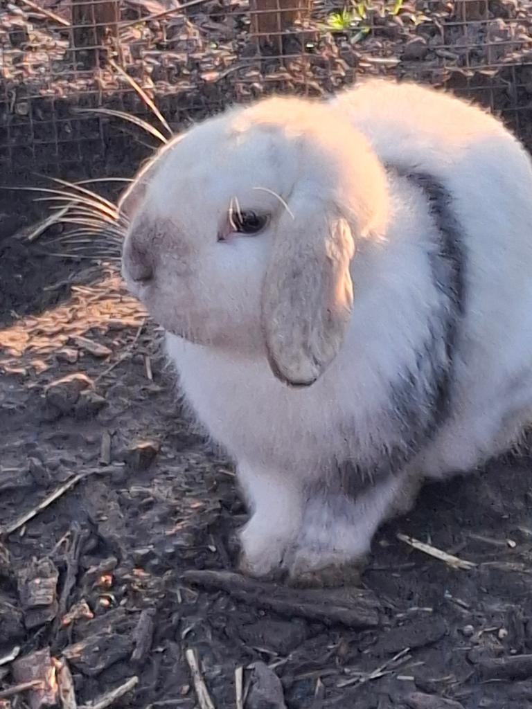 Hangoorkonijntjes, Dieren en Toebehoren, Konijnen, Mannelijk, Dwerg, Hangoor, 0 tot 2 jaar