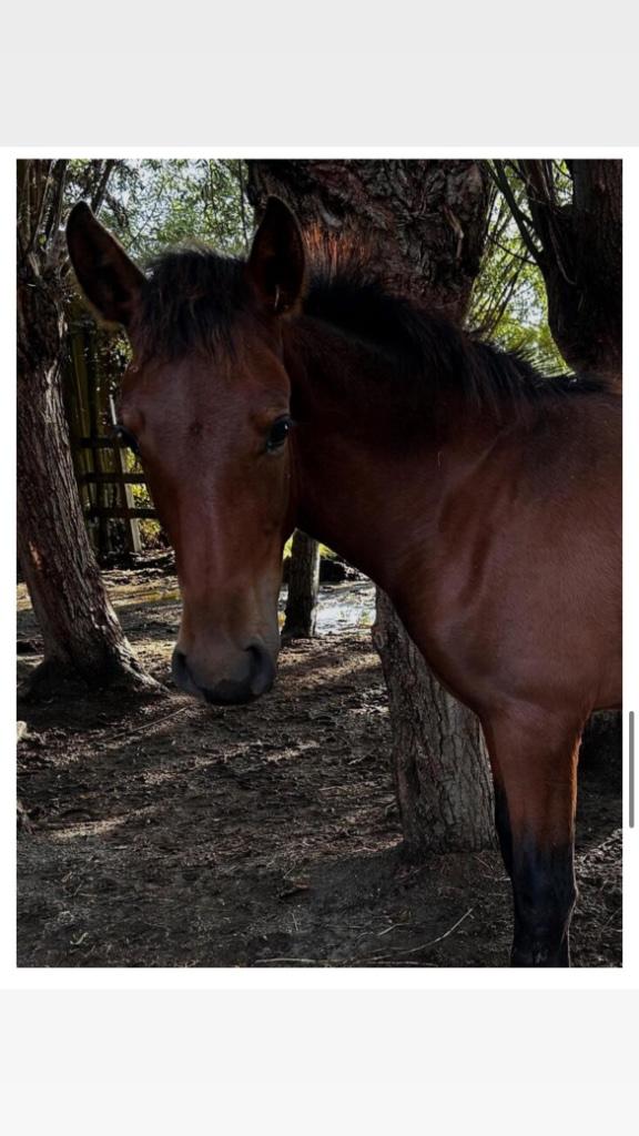 PRE veulens van 2025 en van 2026, Dieren en Toebehoren, Paarden, Met stamboom, Dressuurpaard, 0 tot 2 jaar, Hengst