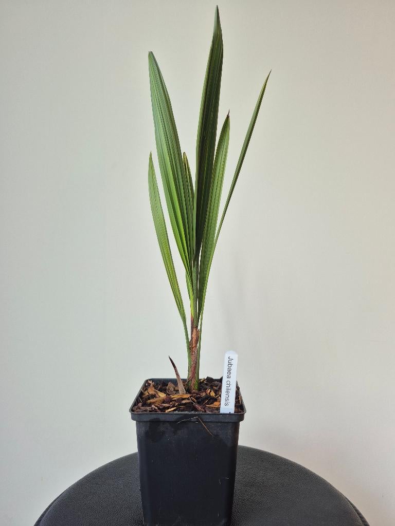 Jubaea chilensis, Tuin en Terras, Planten | Tuinplanten, Ophalen of Verzenden, Vaste plant, Volle zon