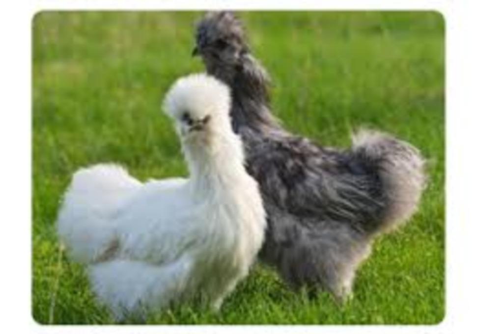 Legkippen legklaar - 0472-51.09.71 - open tot 21u, Kip