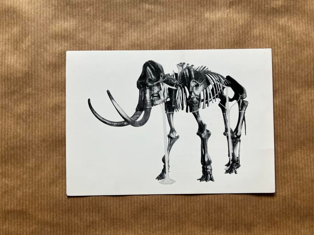 Fossiele Gewervelde Dieren Van Belgie Nr. 9 Mammoet, Collections, Cartes postales | Animaux, Enlèvement ou Envoi, Non affranchie