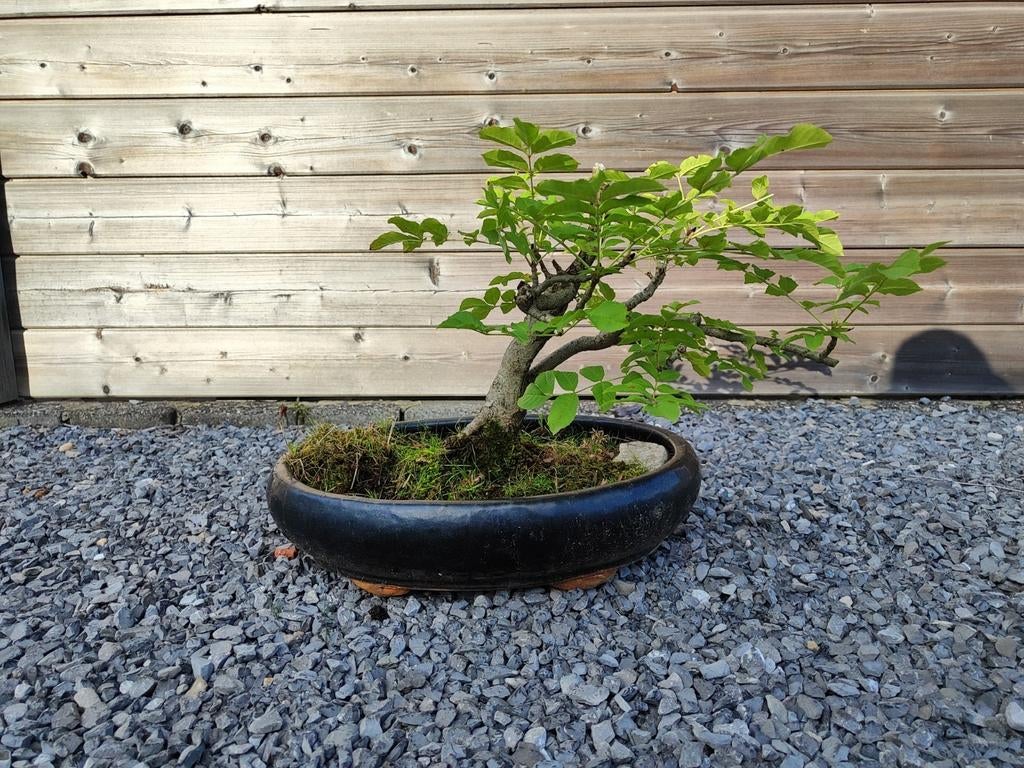 Bonsai es., Tuin en Terras, Ophalen