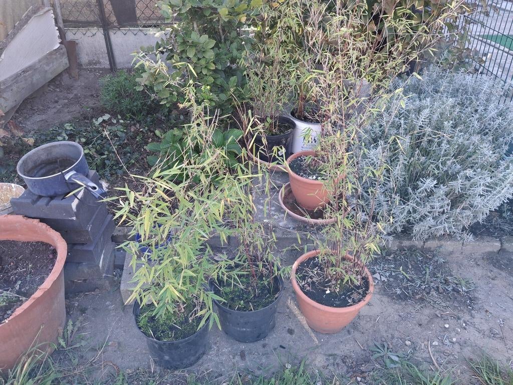 Bambou, Jardin & Terrasse, Enlèvement