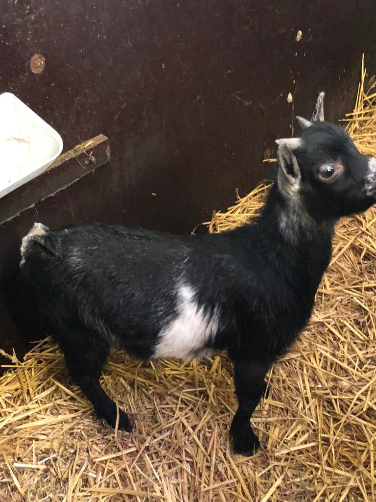 Zwart schimmel bok lam., Dieren en Toebehoren, Schapen, Geiten en Varkens, Mannelijk, Geit