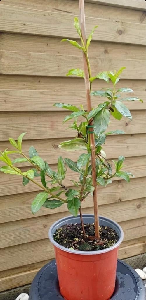 Jasmin étoile blanc, Enlèvement