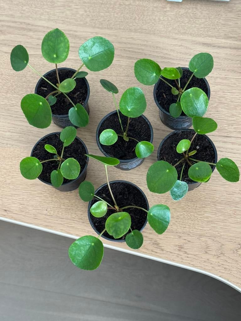 Pilea-planten - €4 per plant, Groene kamerplant, Ophalen, Halfschaduw, Minder dan 100 cm