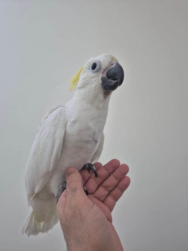 Middel geelkuifkaketoe, Dieren en Toebehoren, Geringd