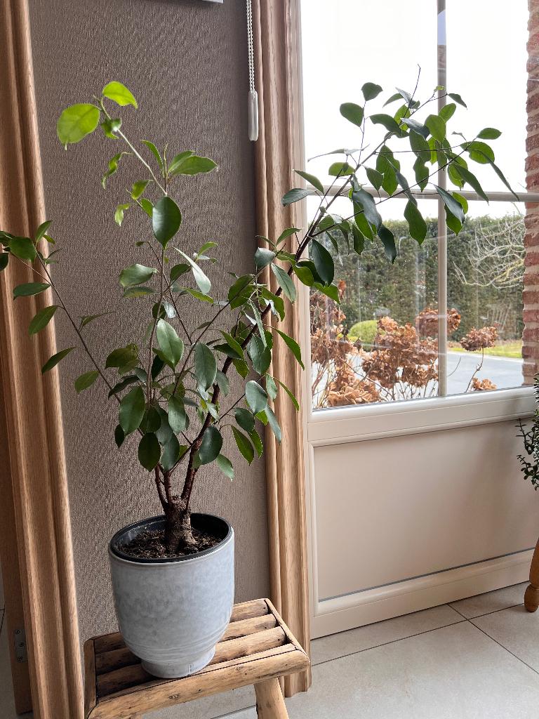 Ficus kamerplant, Huis en Inrichting, Kamerplanten, Ophalen, Ficus