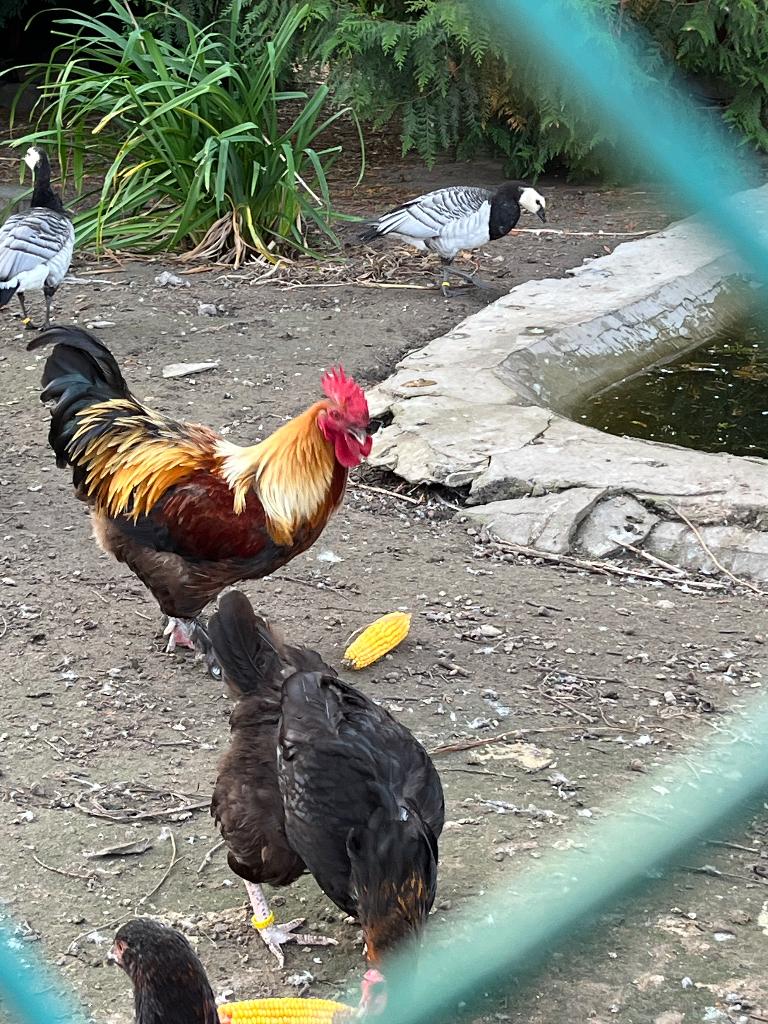 Trio marans, Plusieurs animaux, Poule ou poulet