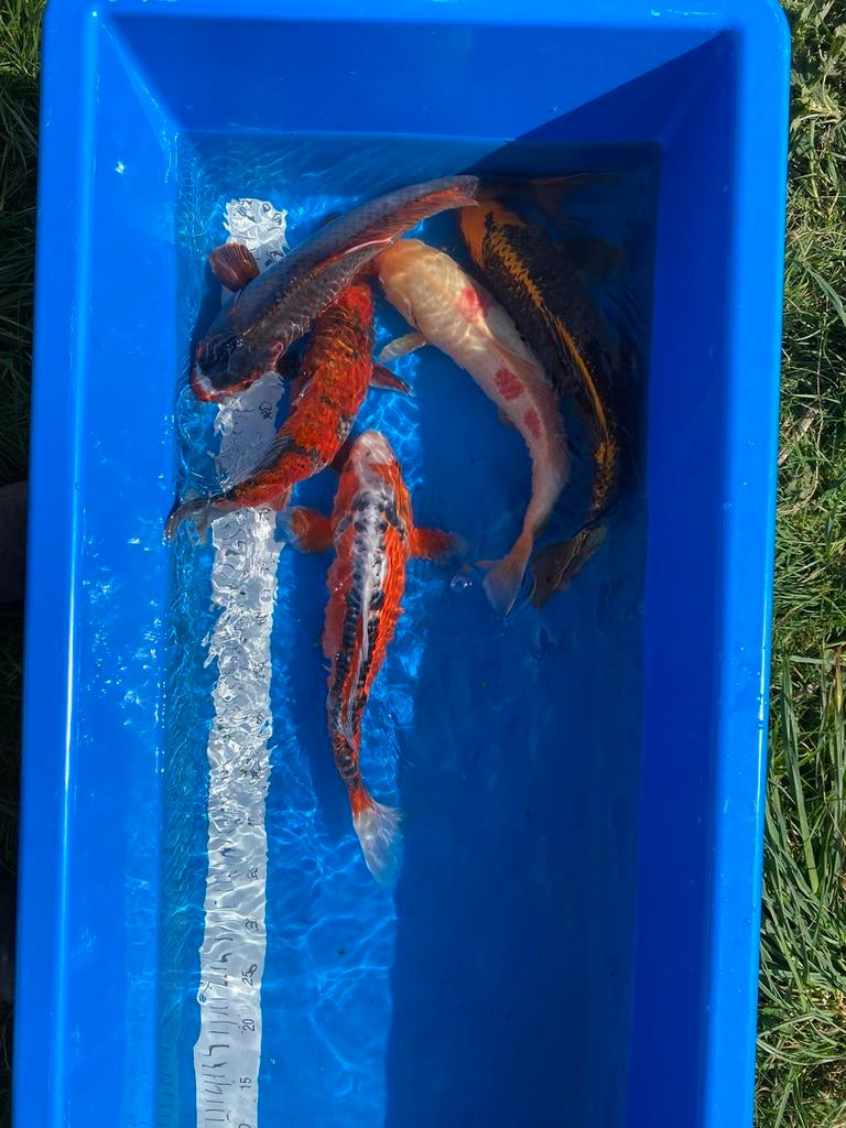 Verschillende koi, Dieren en Toebehoren, Vissen | Vijvervissen