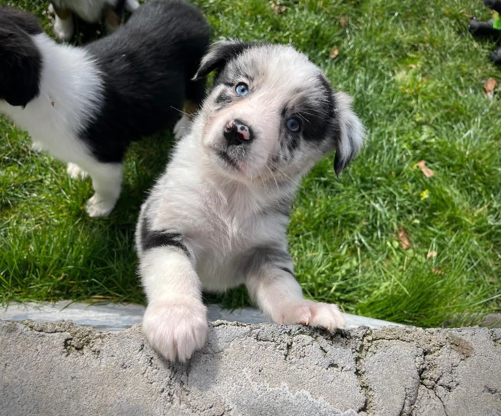 Knappe border collie pups, Parvo, België, 8 tot 15 weken, Collie