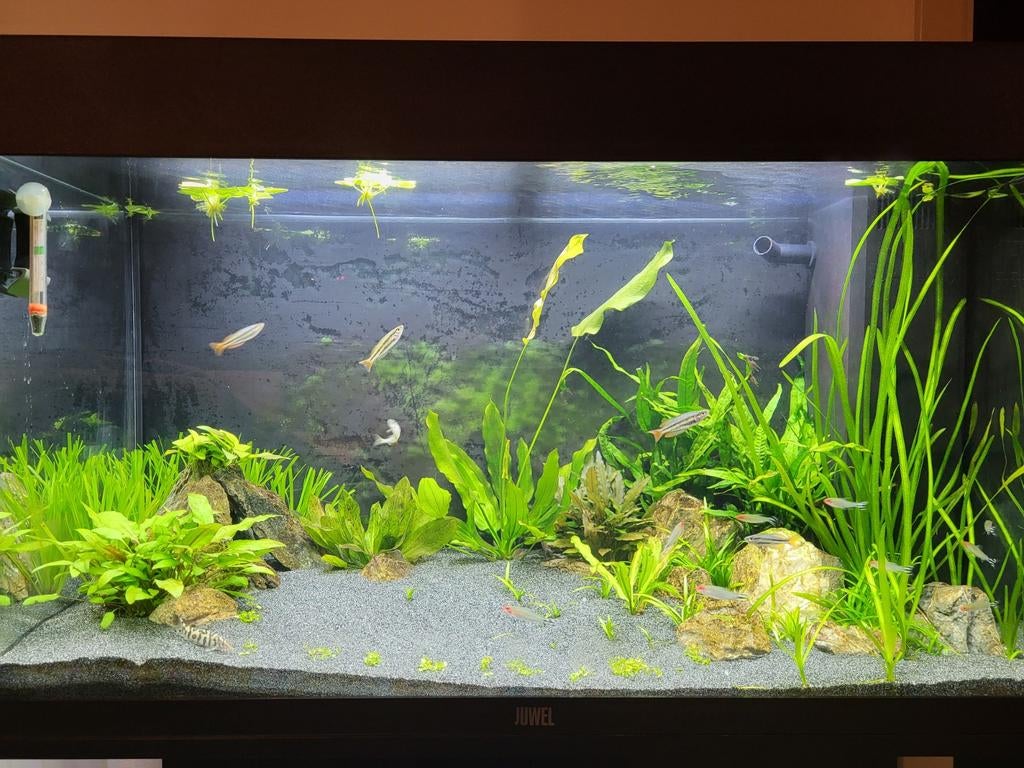 Juwel Rio 125 + Extreem zuinige en stille filter !, Dieren en Toebehoren, Vissen | Aquaria en Toebehoren, Filter, Juwel, Ophalen