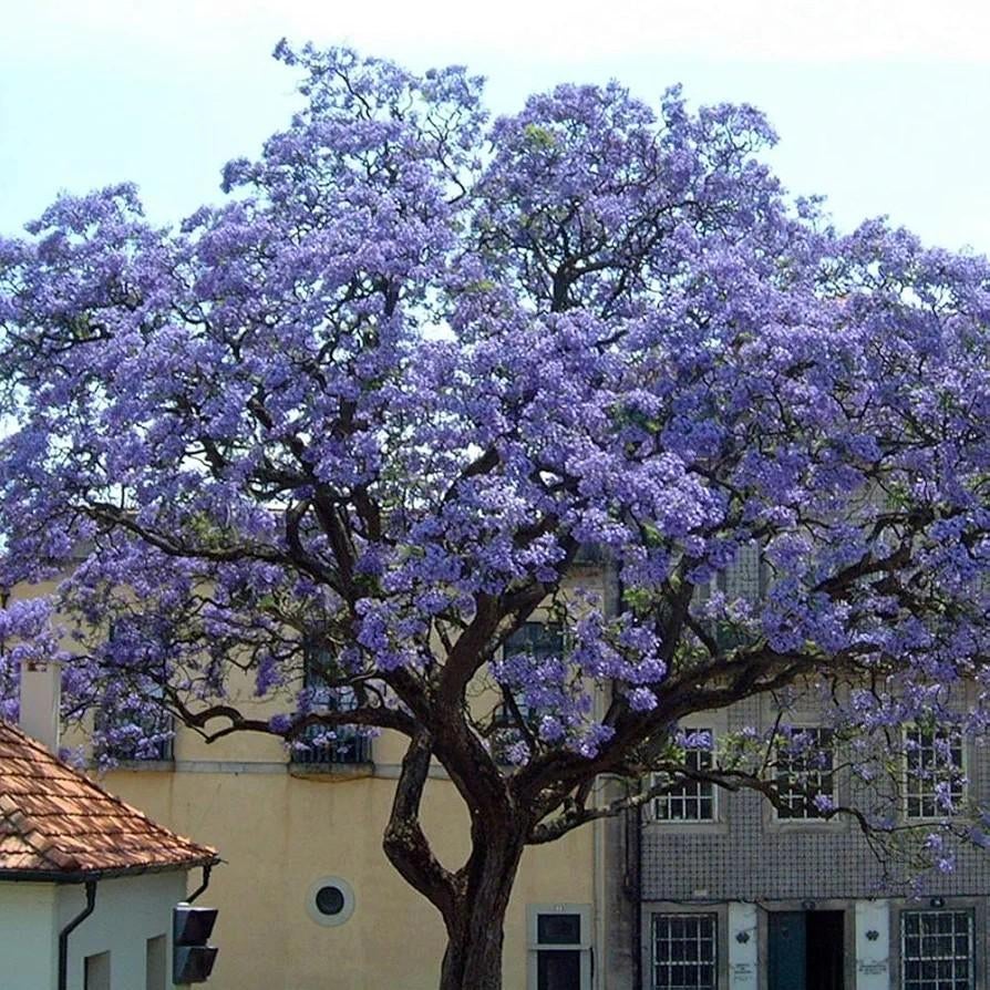 Paulownia boom, Tuin en Terras, Ophalen