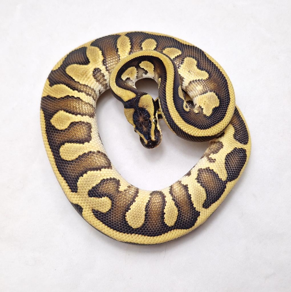 Enchi Leopard Black head Special dbl het Clown Pied man, Dieren en Toebehoren, Reptielen en Amfibieën, Slang, Tam, 0 tot 2 jaar