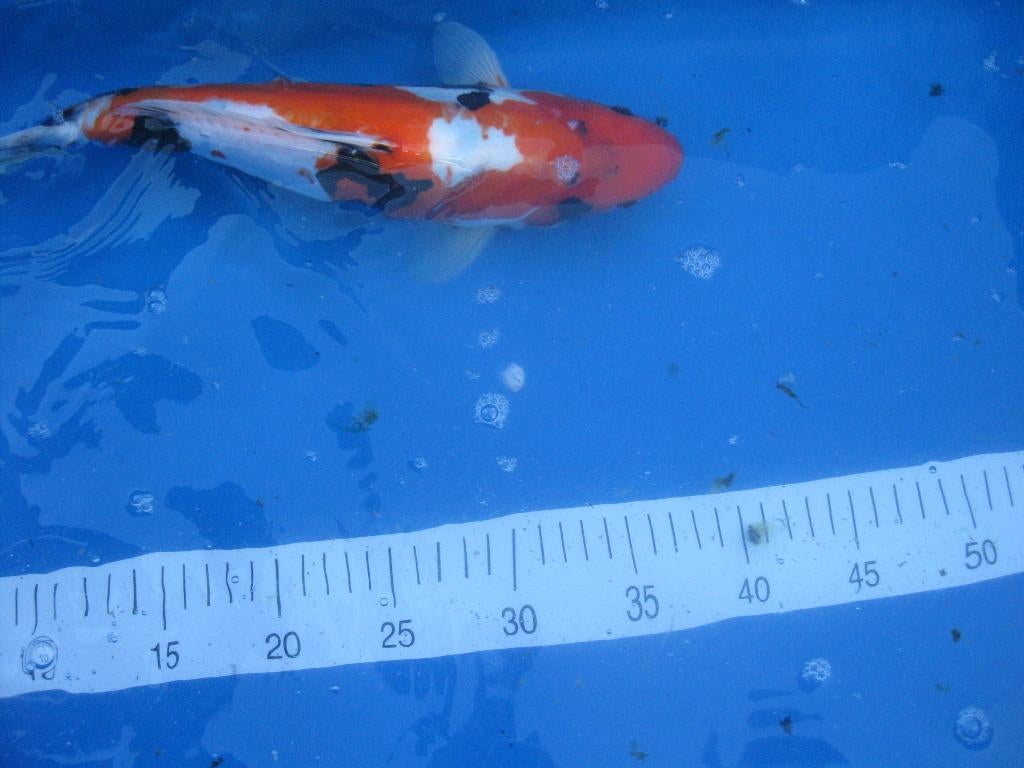 japnse koi, Dieren en Toebehoren, Vissen | Vijvervissen, Karper of Koi