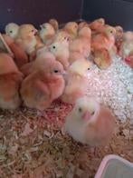 Eendagskuikens/Paaskuikens (100% hennen), Dieren en Toebehoren, Pluimvee