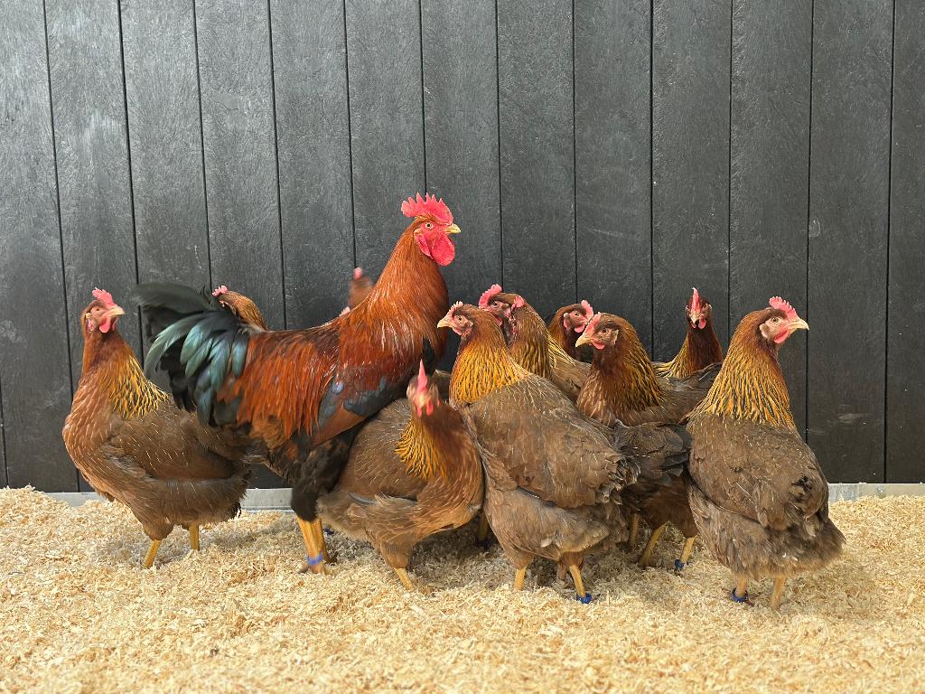 Jonge tamme Welsumer kippen groot gesekst en ingeënt, Dieren en Toebehoren, Vrouwelijk, Kip