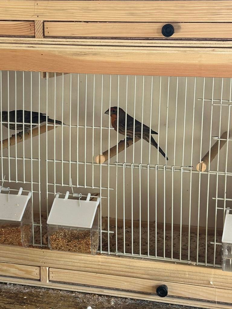 Koppel roodmussen, Dieren en Toebehoren, Vogels | Overige Vogels, Geringd