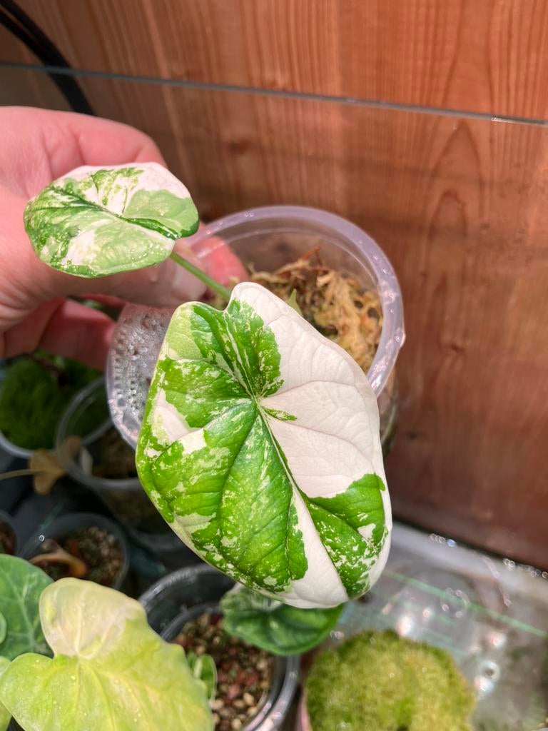 Alocasia Dragon scale Variegata, Enlèvement