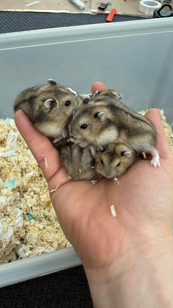 Russische dwerghamsters, Dieren en Toebehoren, Knaagdieren, Hamster, Februari, Meerdere dieren, Tam