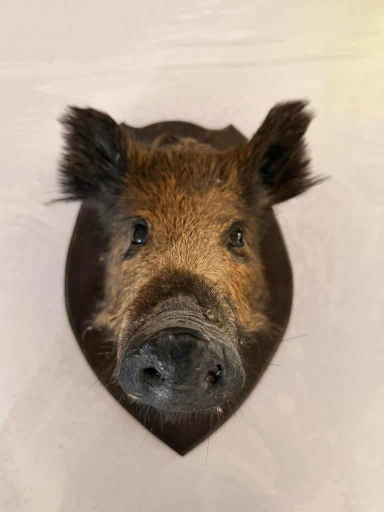 Taxidermie everzwijnkop / opgezette everzwijnkop, Ophalen of Verzenden, Gebruikt