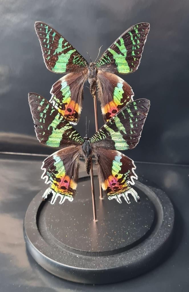 2 PAPILLONS CHRYSIRIDIA RHIPHEUS DANS UNE CLOCHE, Collections, Collections Animaux, Enlèvement ou Envoi, Neuf, Insecte, Animal empaillé