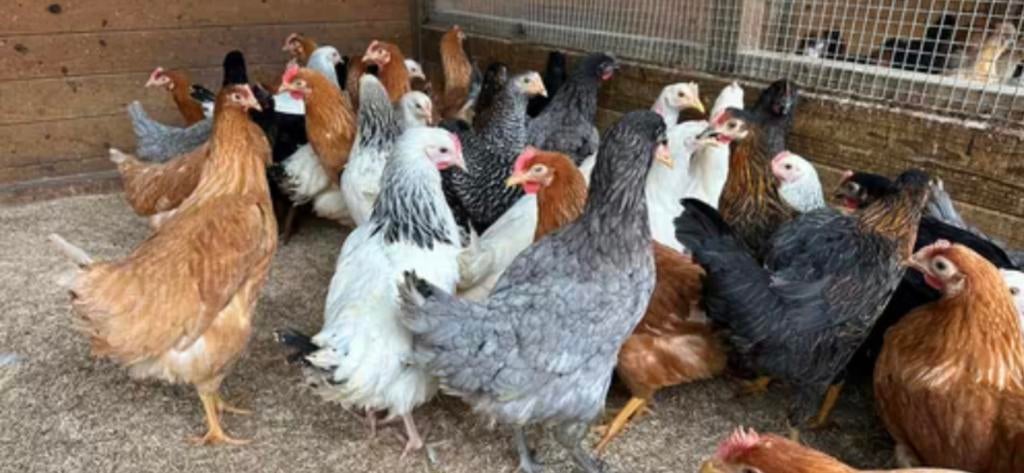 Legkippen, Dieren en Toebehoren, Pluimvee, Kip