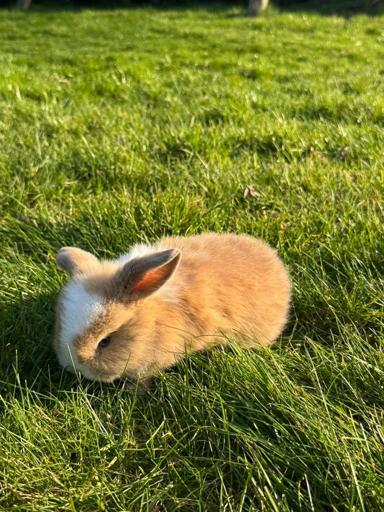 Tam rammetje met blauwe oogjes, Dieren en Toebehoren, Knaagdieren, Februari, Mannelijk, Overige typen, Tam