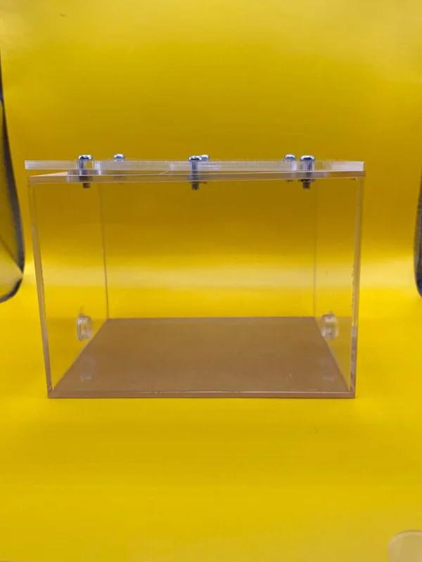 Fourmis de taille moyenne 1 du monde extérieur, Animaux & Accessoires, Insectes & Araignées, Fourmis