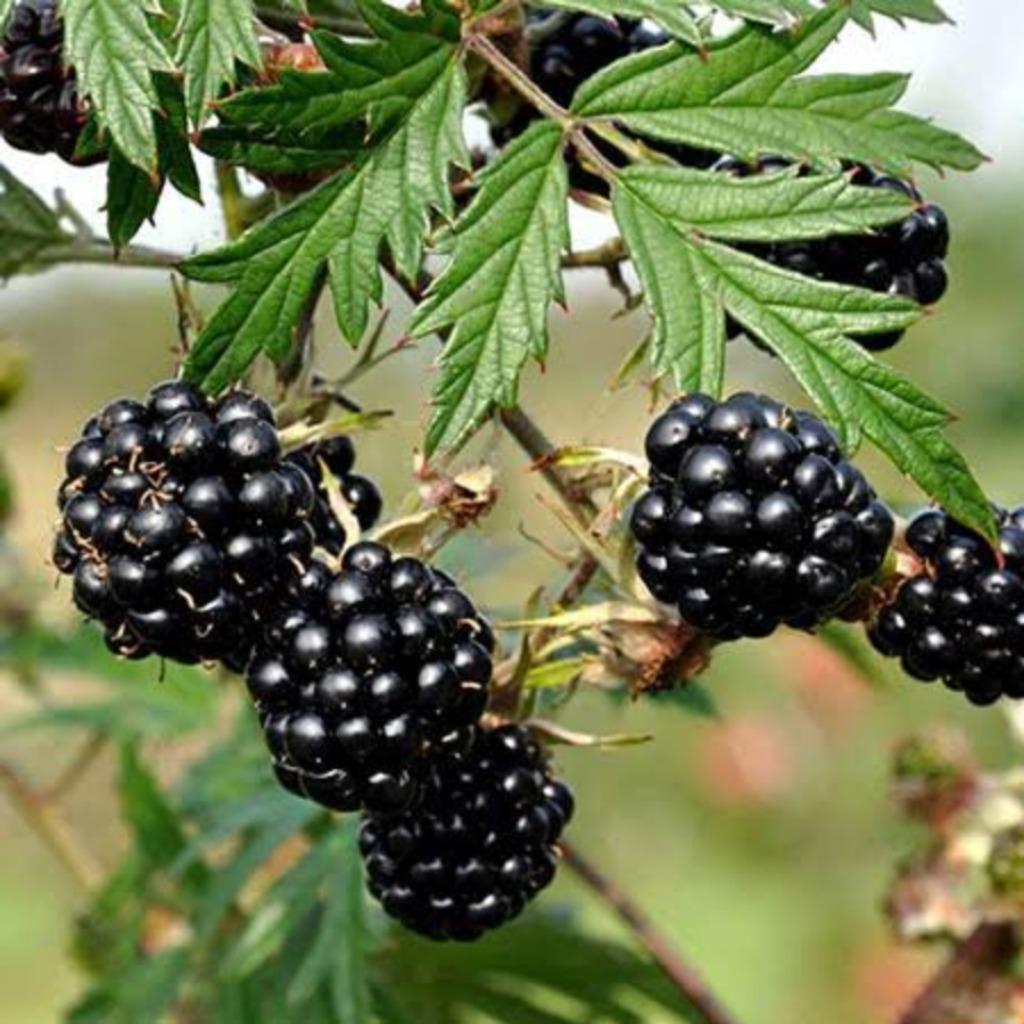 Murier sans epines, Ophalen