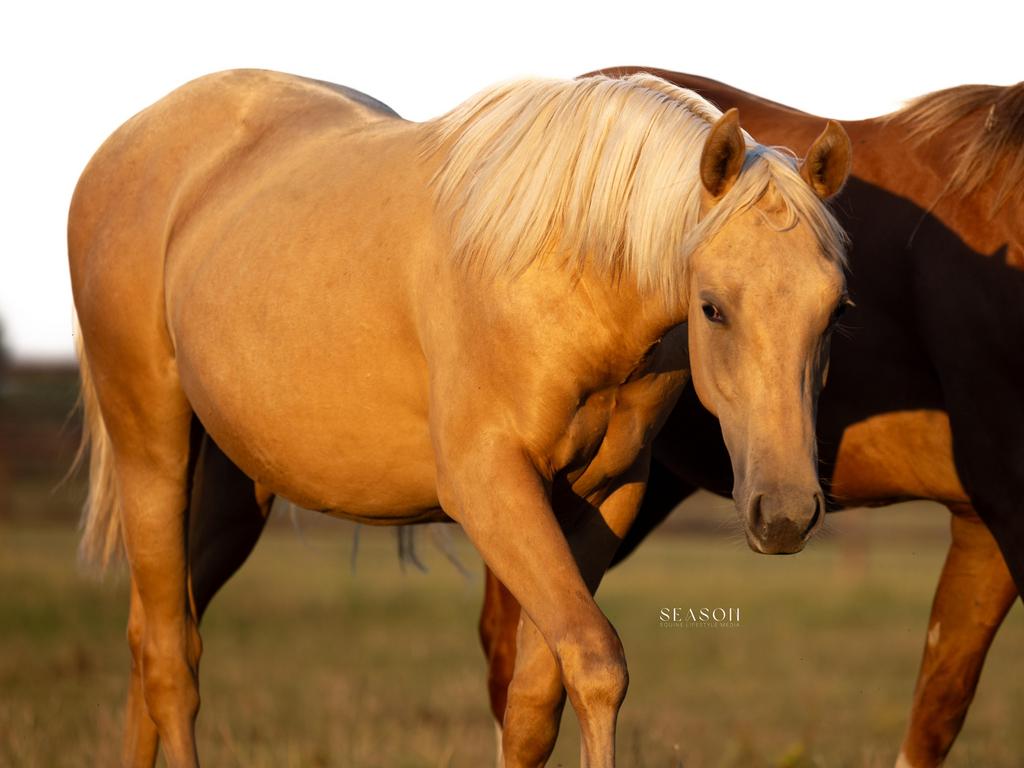 Super knappe 2 jarige quarter hengst (bij In Like Flinn), Animaux & Accessoires, Chevaux, Étalon, Non dressé, Moins de 160 cm