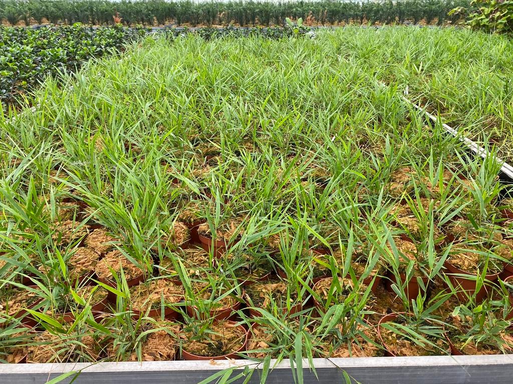 Hakonechloa macra, Siergras, Tuin en Terras, Planten | Tuinplanten, Siergrassen, Ophalen