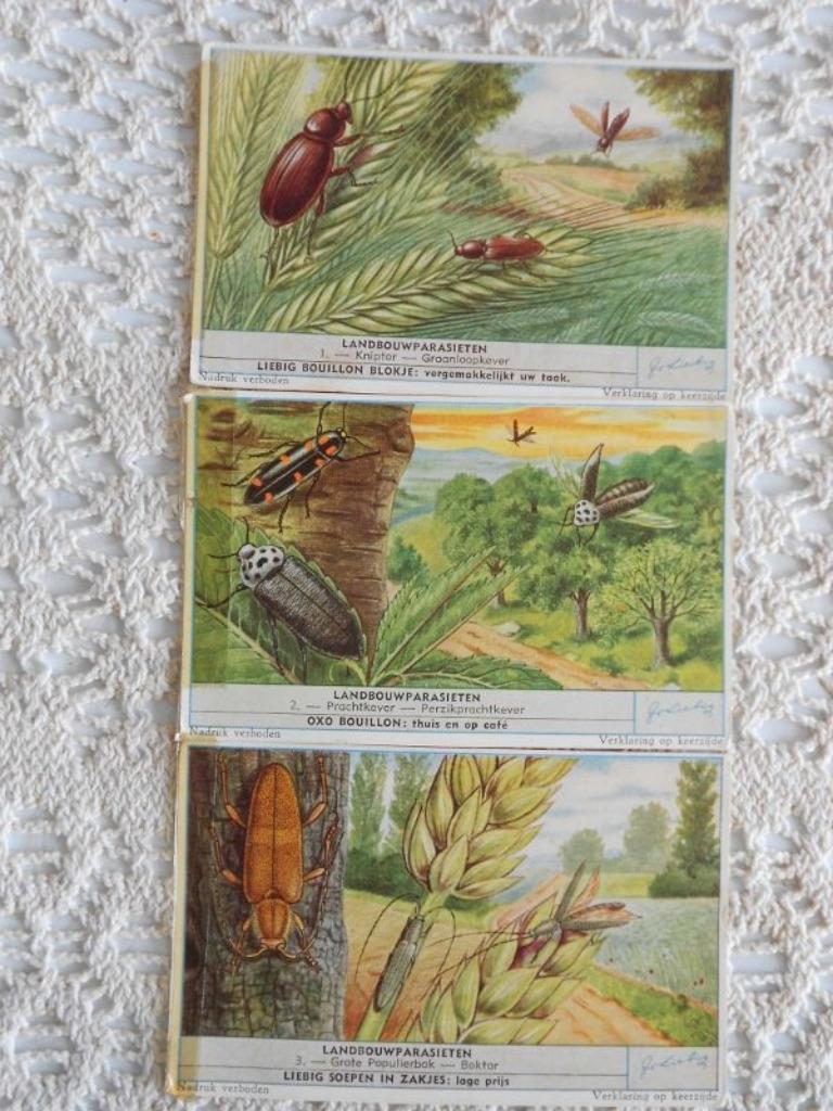 3 chromos Liebig de la série "Landbouwparasieten"., Collections, Enlèvement ou Envoi, Gravure, Utilisé, 1940 à 1960