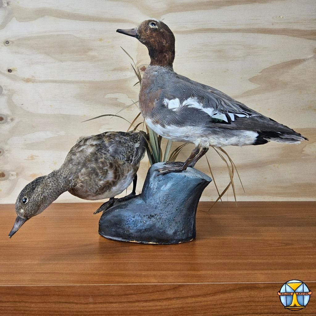 Canards et craquants bien farcis, mâles et femelles, Collections, Collections Animaux, Comme neuf, Animal empaillé, Oiseaux, Enlèvement ou Envoi