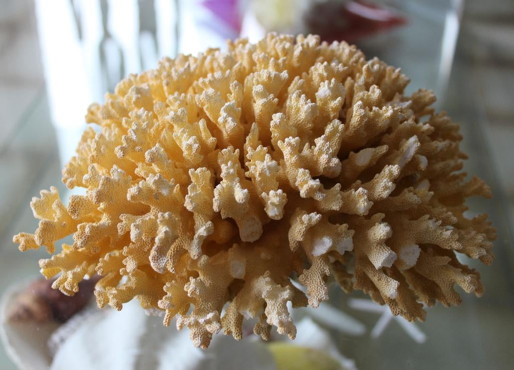 KORAAL, Verzamelen, Mineralen en Fossielen, Ophalen of Verzenden