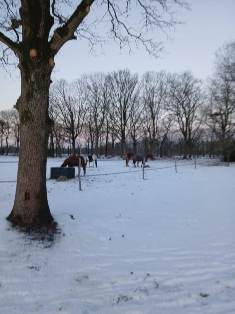 Paardenbox te huur, Dieren en Toebehoren, Stalling en Weidegang, Stalling, Weidegang, 1 paard of pony