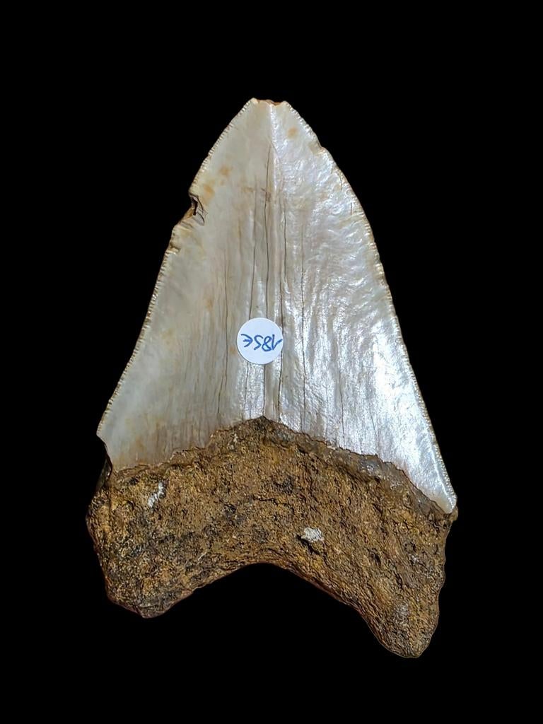 Belle grosse dent de requin Carcharodon megalodon de Carolin, Collections, Enlèvement ou Envoi, Fossile