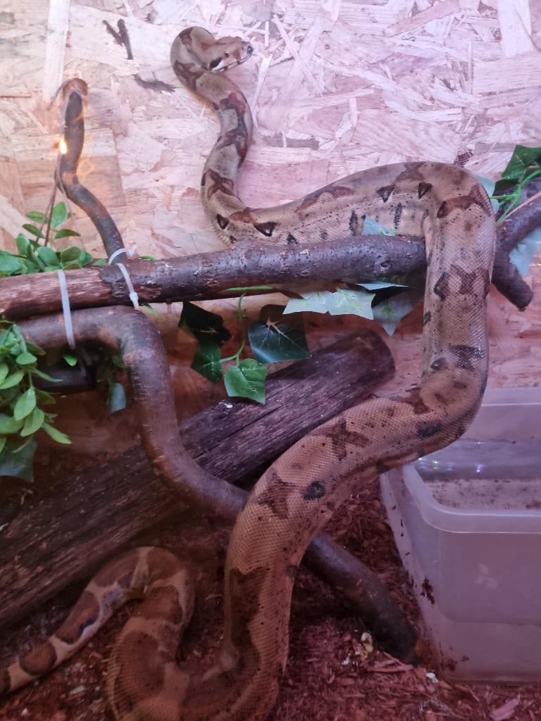 0.1 hypo jungle het kahl albino boa constrictor imperator, Dieren en Toebehoren, Reptielen en Amfibieën