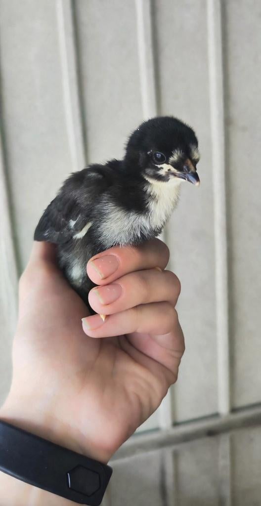 Kleurlegger kuikens, Sexe inconnu, Poule ou poulet